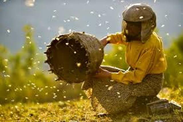 “Toka e mjaltit” prej sot në kinematë franceze
