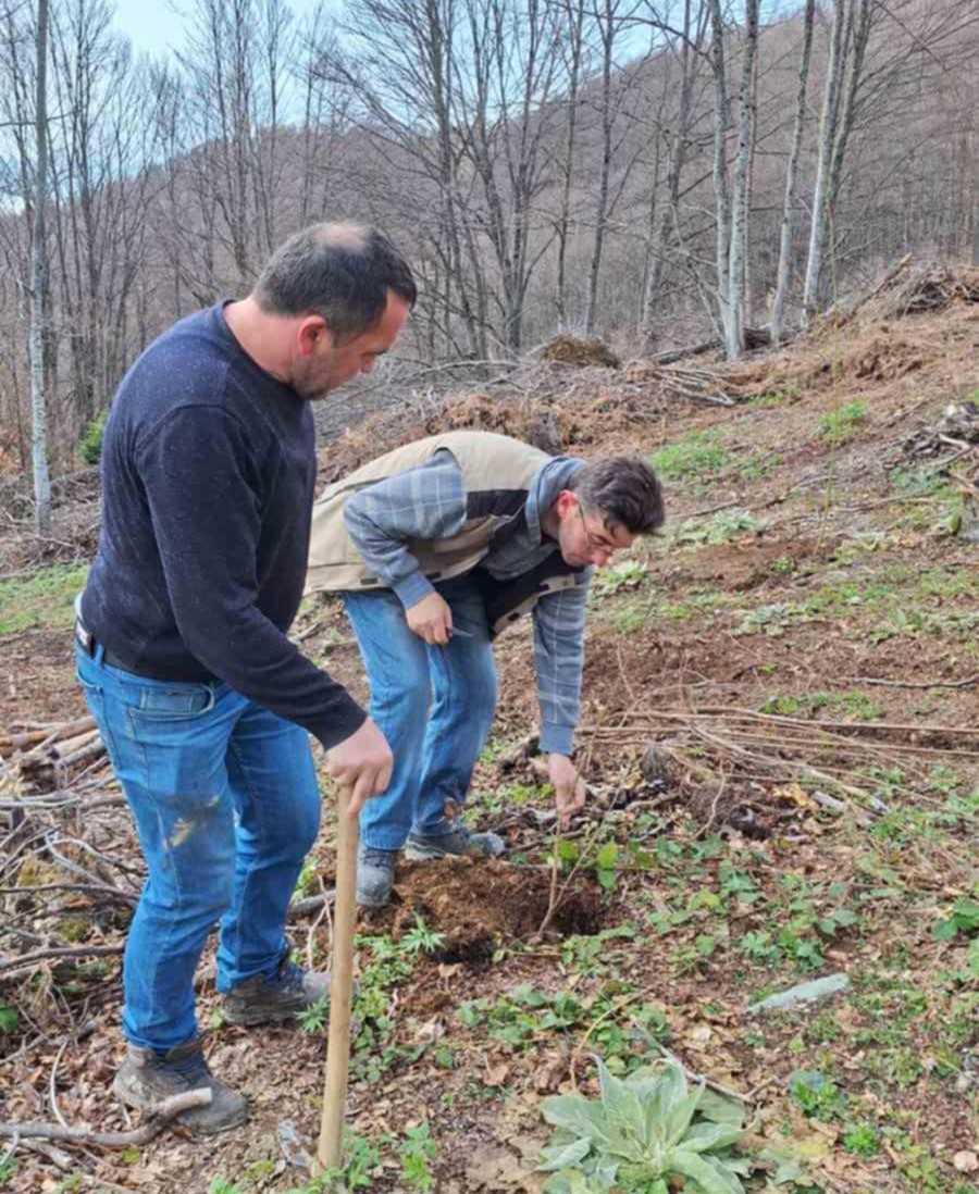 Shoqata “Tradita” e realizoi aksionin për mbjelljen e fidanëve të reja në malin Sharr